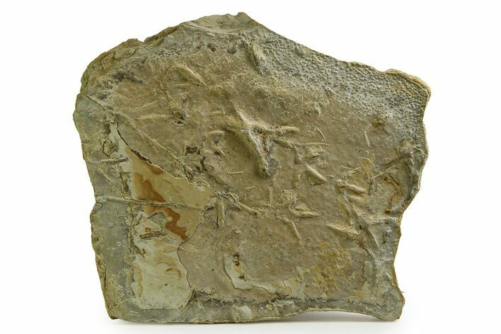 Fossil Bird Track Plate - Green River Formation, Utah #352249